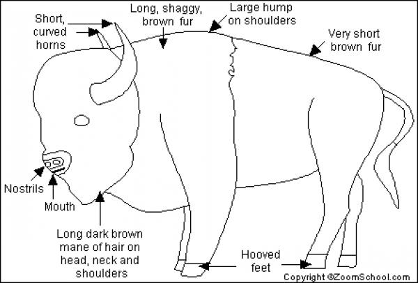 preview American Bison coloring