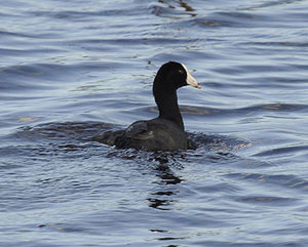 American Coot svg