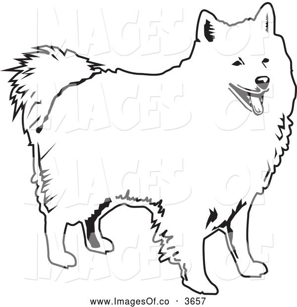 American Eskimo Dog clipart