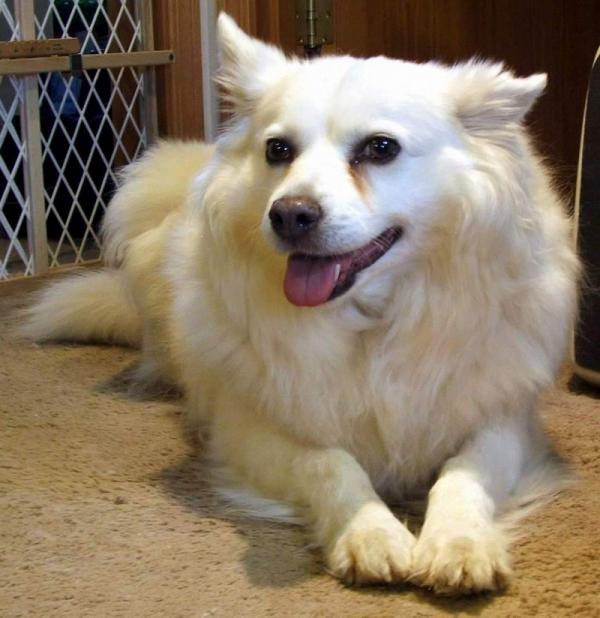 American Eskimo Dog coloring