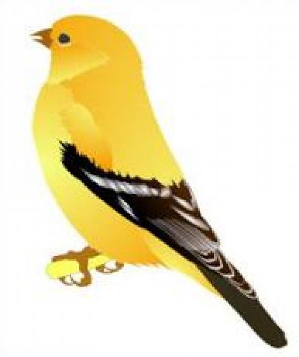 American Goldfinch clipart