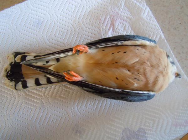 American Kestrel clipart