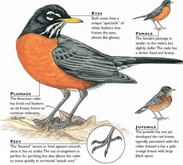 preview American Robin coloring