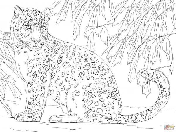 Leopard coloring