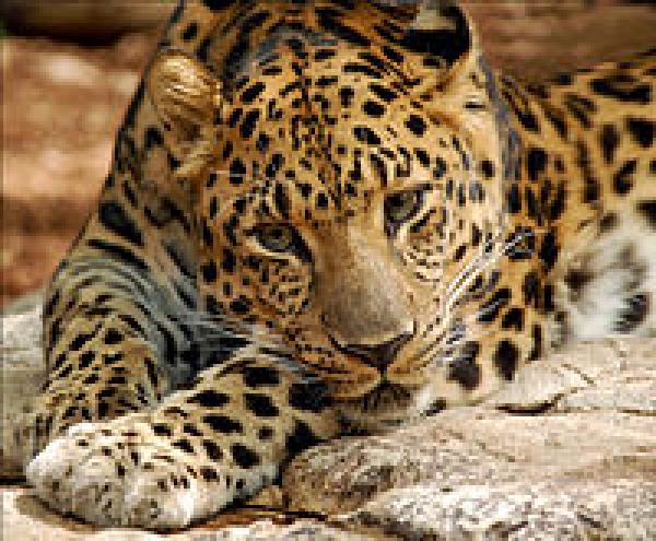 preview Amur Leopard svg