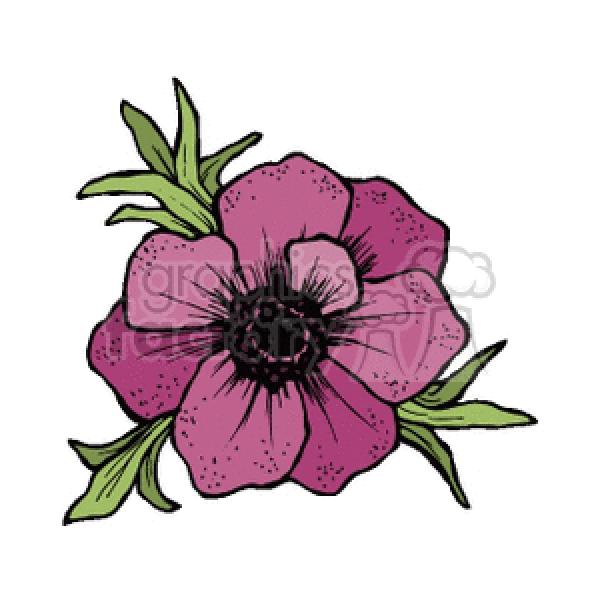 Anemone clipart