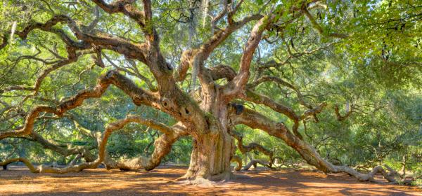 preview Angel Oak Tree coloring