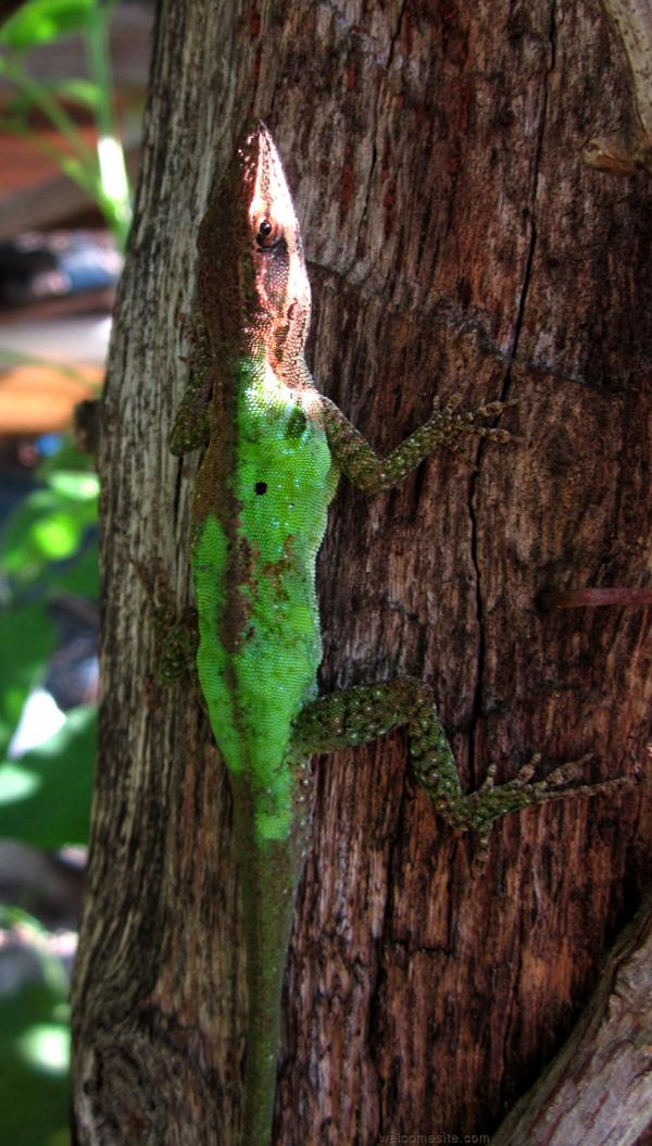 Green Anole coloring