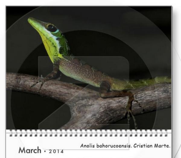 preview Anole svg