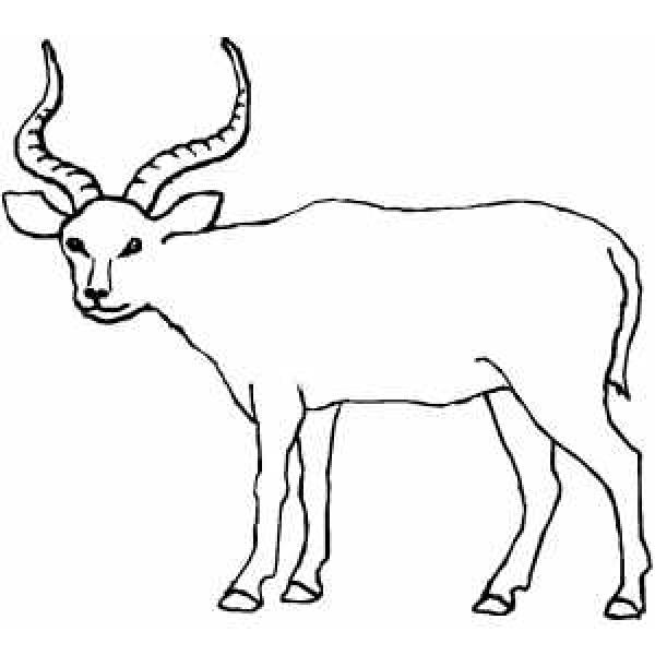 Antelope coloring