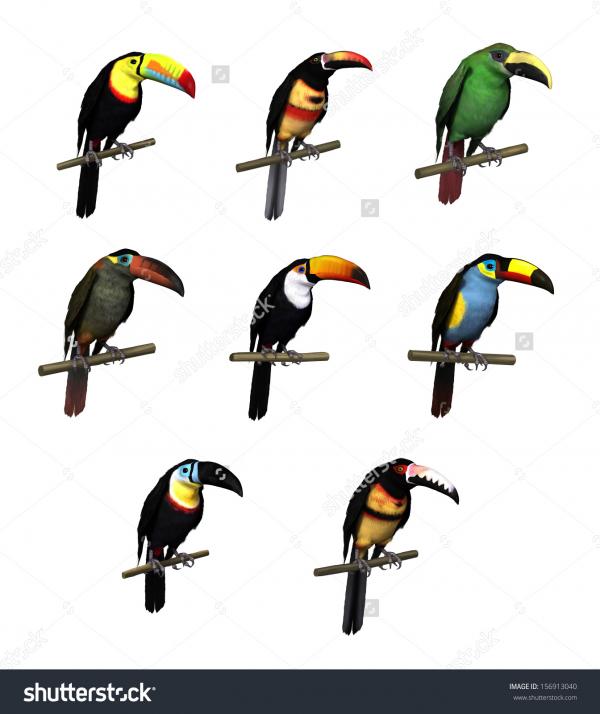 Aracari clipart