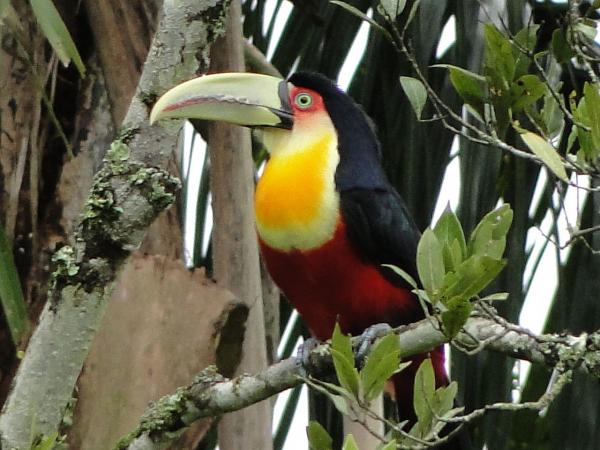 preview Aracari svg