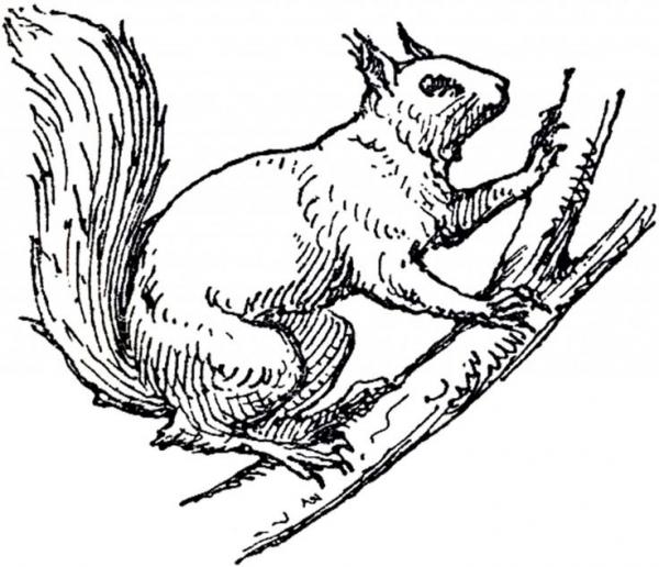 Arboreal Rodent clipart