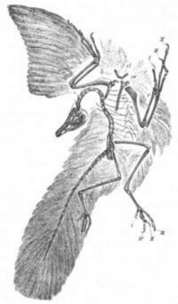Archaeopteryx svg