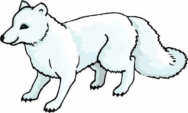 preview Arctic Fox coloring