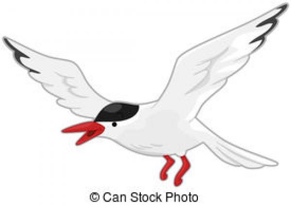 Arctic Tern clipart