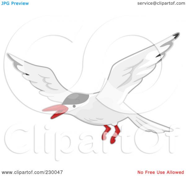 Tern clipart