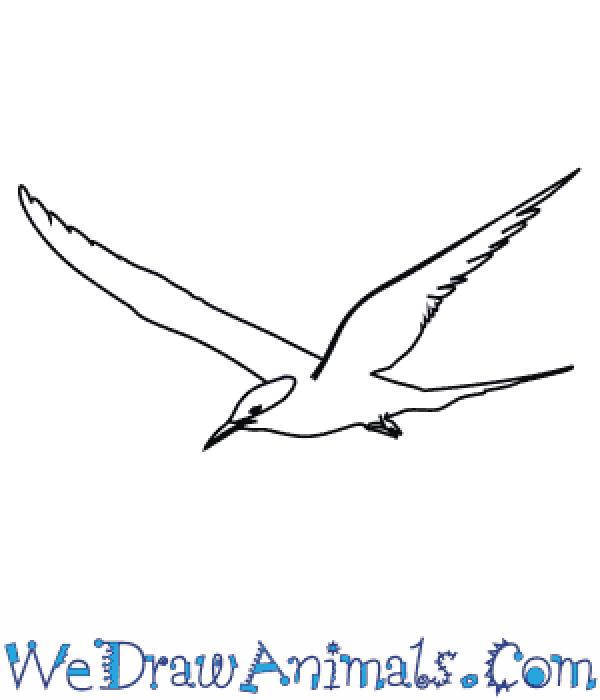 preview Arctic Tern coloring