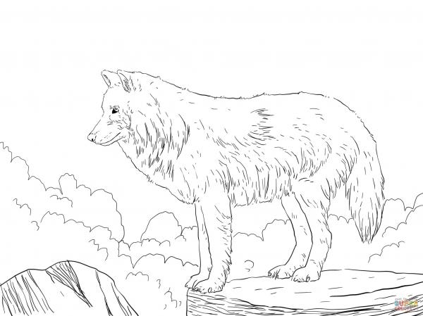 preview White Wolf coloring