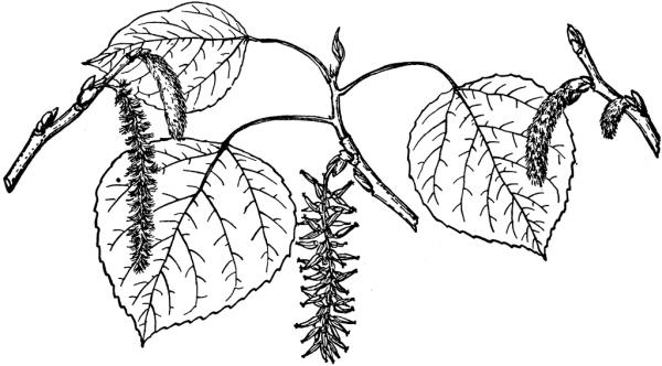 Aspens clipart