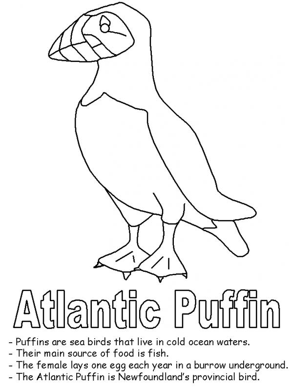 Atlantic Puffin coloring