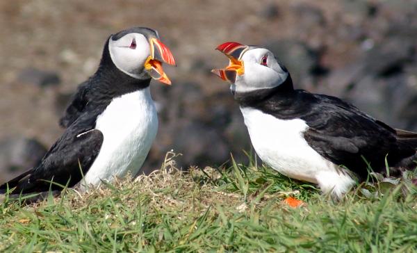 preview Atlantic Puffin svg