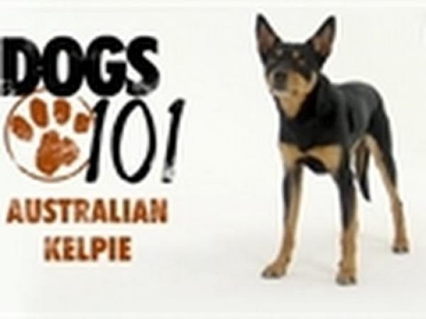 preview Australian Kelpie svg