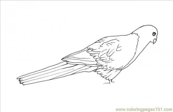 Australian King-Parrot coloring