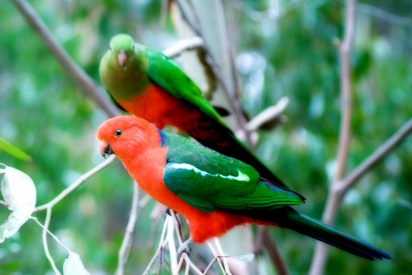 Australian King-Parrot svg