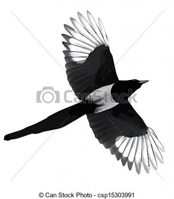 Australian Magpie clipart