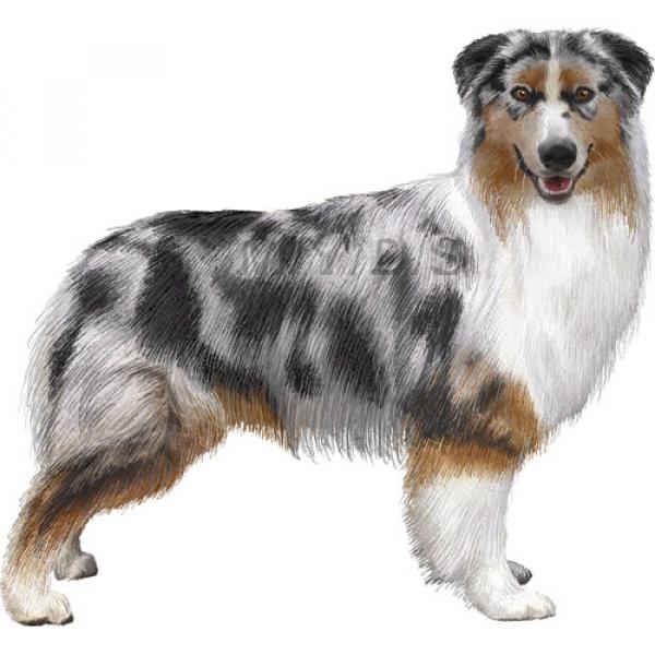 Australian Shepherd clipart