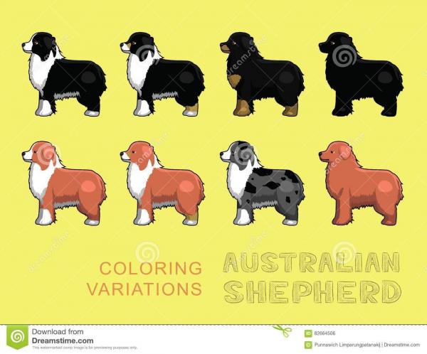 Australian Shepherd coloring