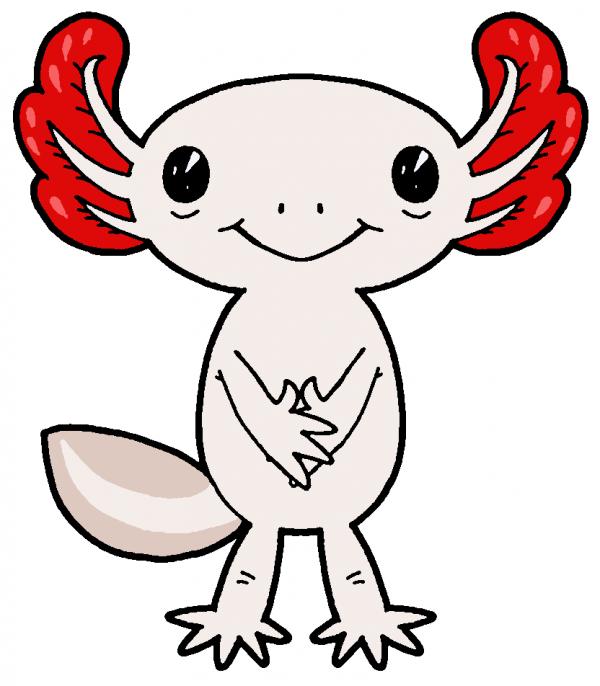 Axolotl clipart