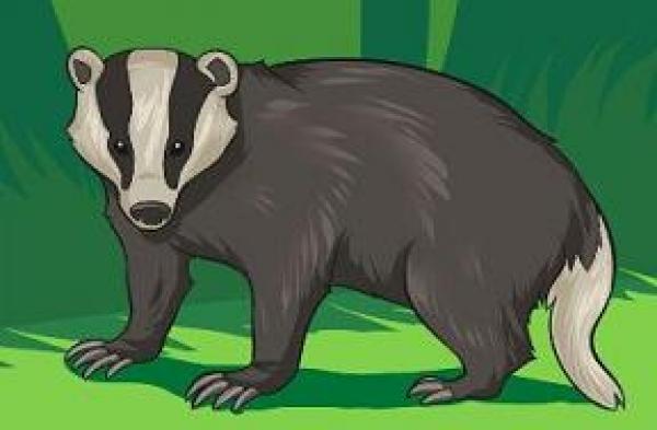 Badger clipart