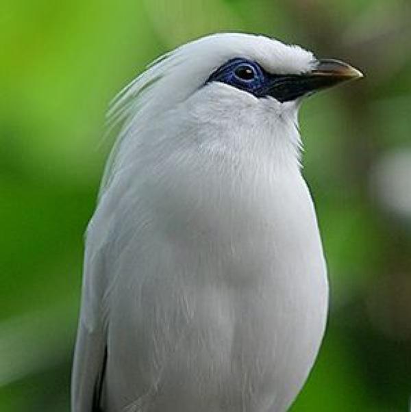 preview Bali Myna coloring