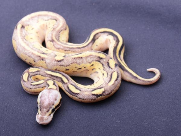 preview Ball Python coloring