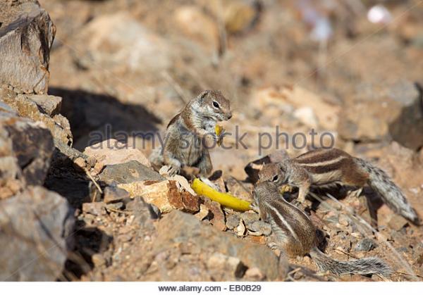 Barbary Ground Squirrel coloring