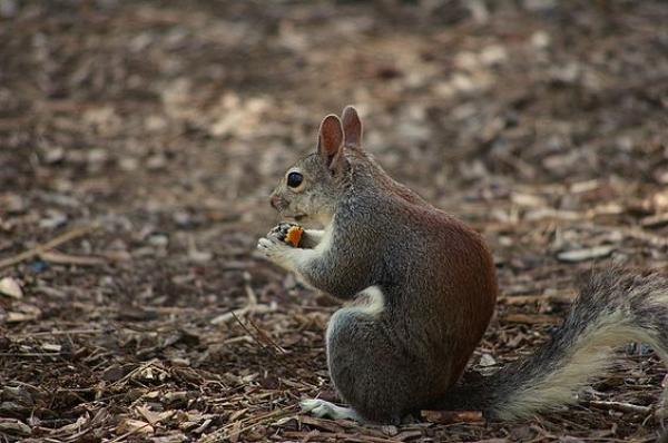 preview Barbary Ground Squirrel svg