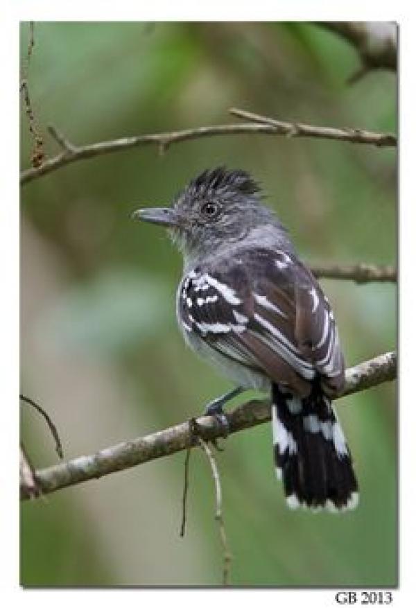 preview Bar-crested Antshrike svg