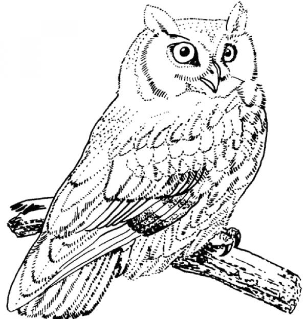 preview Horned Owl coloring