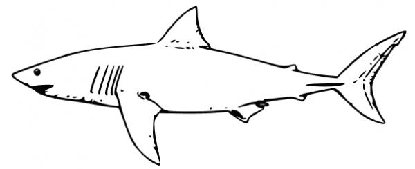 preview Silky Shark coloring