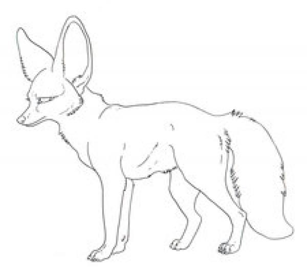 preview Bat-Eared Fox coloring