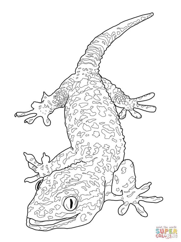 Bearded Dragon coloring