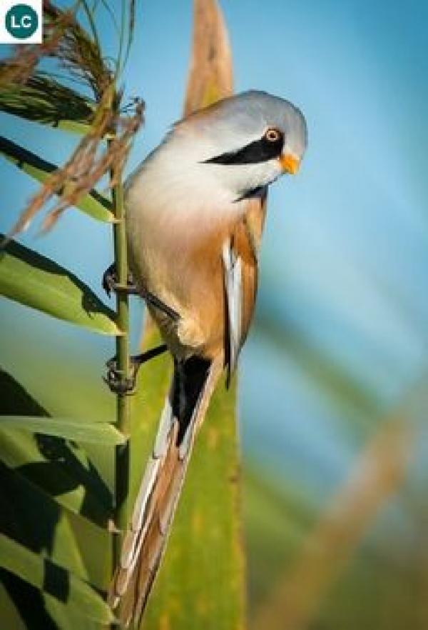 Bearded Reedling coloring