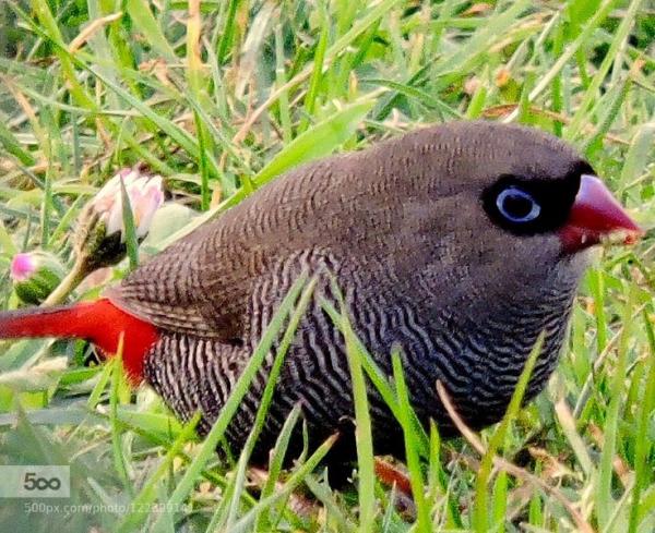 preview Beautiful Firetail coloring