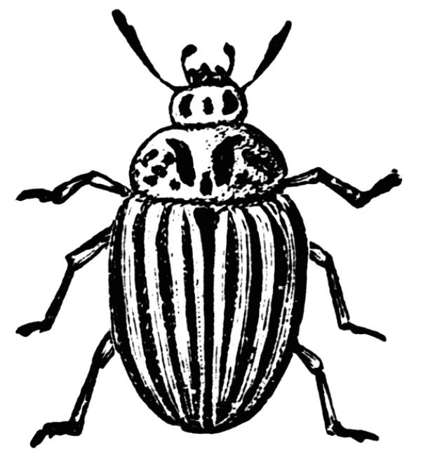 Beetle clipart