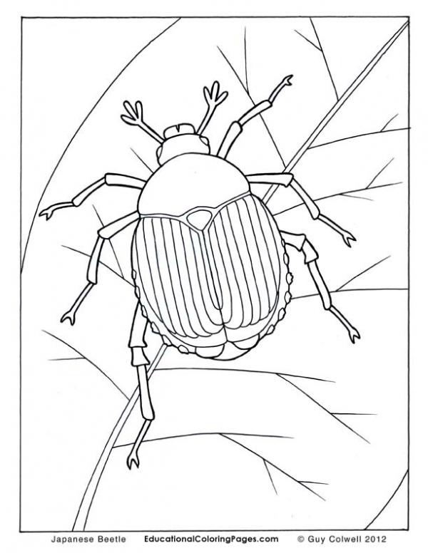 preview Beetles coloring