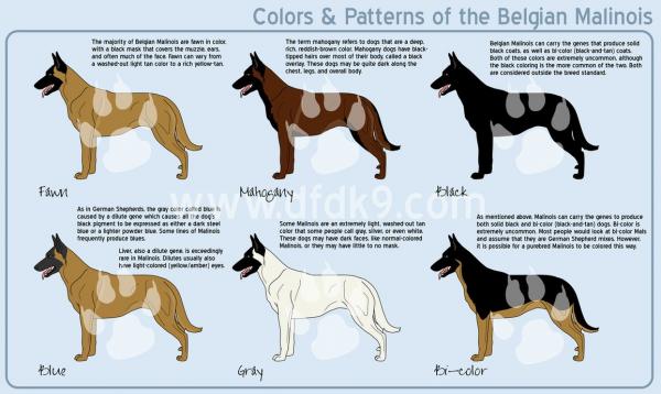 preview Belgian Shepherd coloring