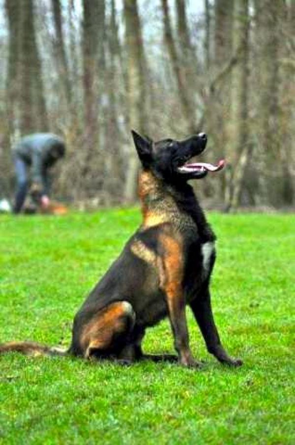 preview Belgian Malinois coloring