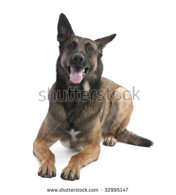 Belgian Shepherd clipart